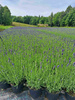 LAWENDA WĄSKOLISTNA HIDCOTE BLUE