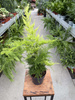 ASPARAGUS PLUMOSUS P12