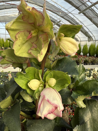 CIEMIERNIK GC ICE PICOTEE P17