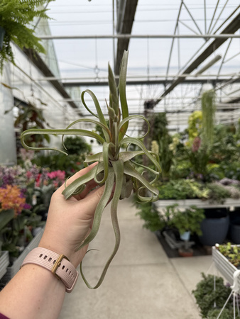 TILLANDSIA STREPTOPHYLLA P8