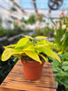 PHILODENDRON SCANDENS MICANS LIME P12