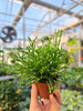 RHIPSALIS CASSUTHA P5,5