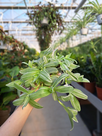 TRZYKROTKA VARIEGATA P9