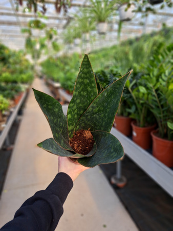 SANSEVERIA JAMAIQUINA QUEE P12