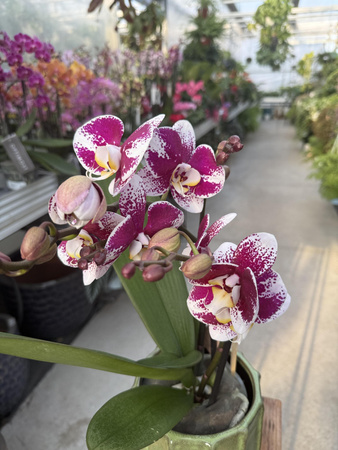 PHALENOPSIS MULTIFLORA TYPES RED SPIRIT RED P12