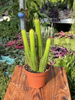 CACTUS CLEISTOCACTUS P9