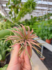 TILLANDSIA LONANTHA ROOD  P10