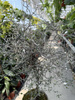 COROCIA COTONEASTER P18