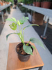 MONSTERA MINIMA P10