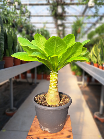 BRIGHAMIA INSIGNIS HAWAIIAN 21