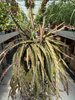 LEPISMIUM CRUCIFORME ROJO P20