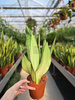 SANSEVIERIA MOONSHINE P14