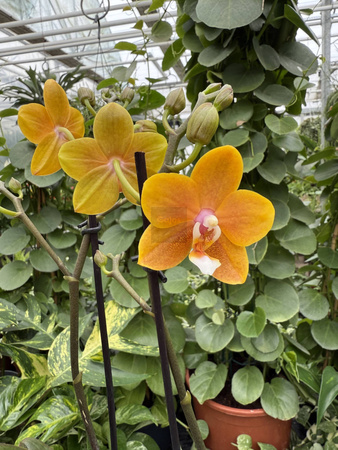 PHALENOPSIS LIMITED 54 P12
