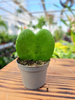 HOYA KERRI P6