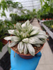 HAWORTHIA CYMBIFORMIS P10,5