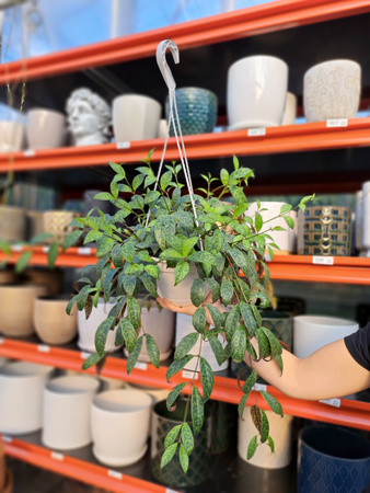 ESZYNANTUS MARMURKOWY KOSZ