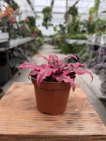 CRYPTANTHUS ZONANTUS RÓŻ P9