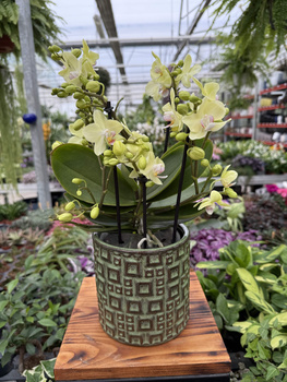 PHALENOPSIS YELLOW SENSATION P12