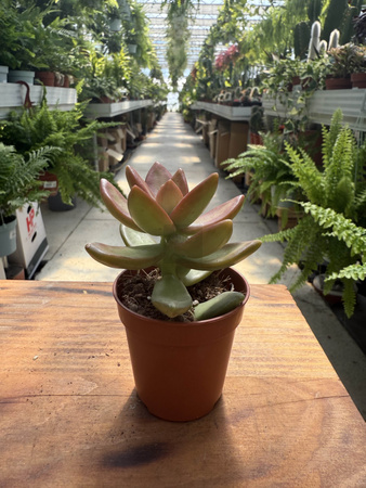 SEDUM ADOLPHII P5,5