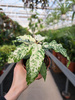 FICUS SNOWSTROM P9