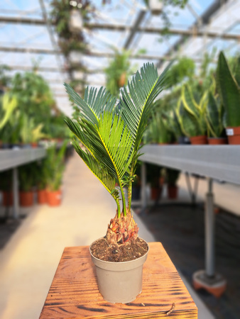 CYCAS P9