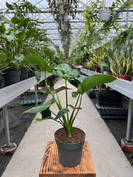 PHILODENDRON FUN BUN P13