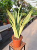 SANSEVIERIA MOONSHINE P17