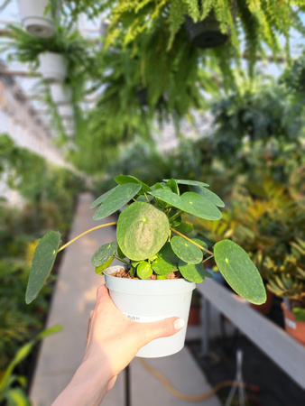 PILEA - PIENIĄŻEK P13