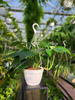 PHILODENDRON DRAGON TAIL P20