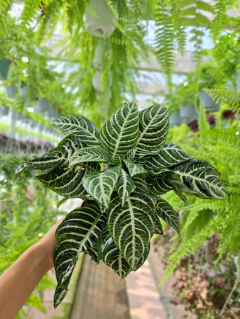 APHELANDRA SQUARROSA P12