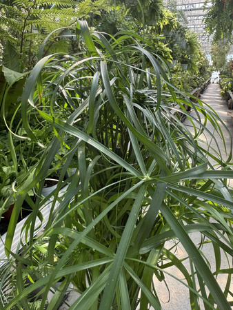 PAPIRUS - CYPERUS P14