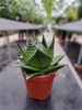 ALOE COSMO P8