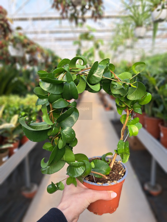 FICUS BOUCLE NA OBRĘCZY P11