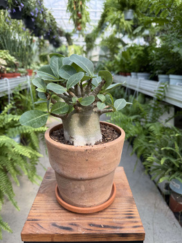 ADENIUM ANSU BAOBAB P17