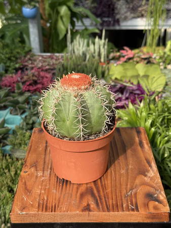 MELOCACTUS MATANZANUS P10