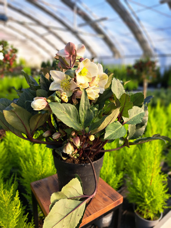 CIEMIERNIK MALORY P15