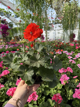 PELARGONIA STOJĄCA JASNOCZERWONA ZESTAW 6 SZTUK