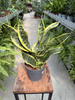 SANSEVIERIA DRAGON TONGUE P12