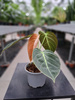 PHILODENDRON MELANOCHRYSUM P9