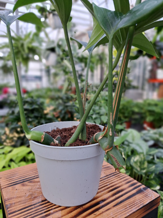PHILODENDRON DRAGON TAIL P12