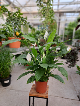 SPATHIPHYLLUM VIVALDI P17