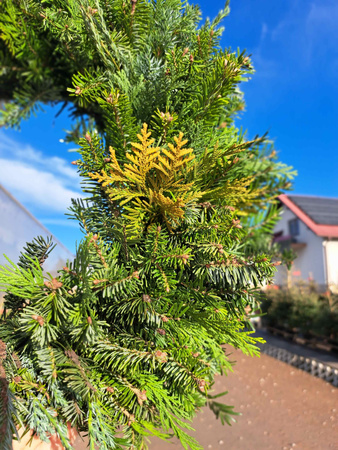 WIANEK JODŁOWY 40 cm