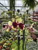 PHALENOPSIS YELLOW CATANIA P12