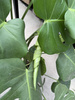 MONSTERA DELICIOSA P19