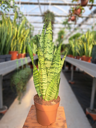 SANSEVIERIA ZEYLANICA P14