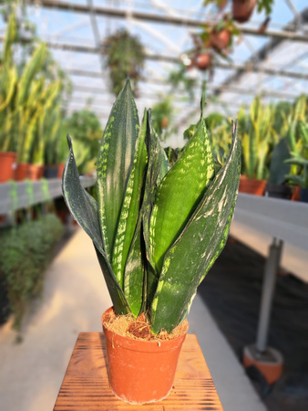SANSEVIERIA WHITNEY P12
