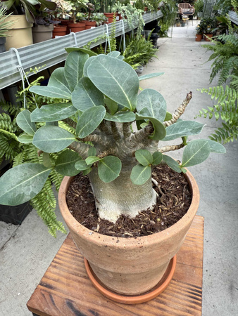 ADENIUM ANSU BAOBAB P17