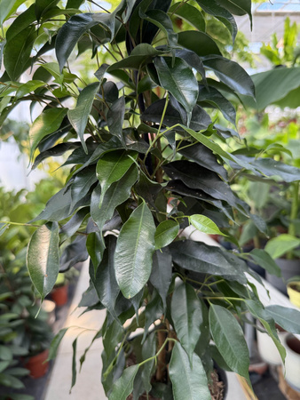 FICUS BENJAMINA DANIELLE P17