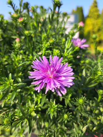 ASTER NOWOBELGIJSKI MAGIC LAVENDER P13 - LAWENDOWY