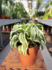 DRACENA KANZI P12